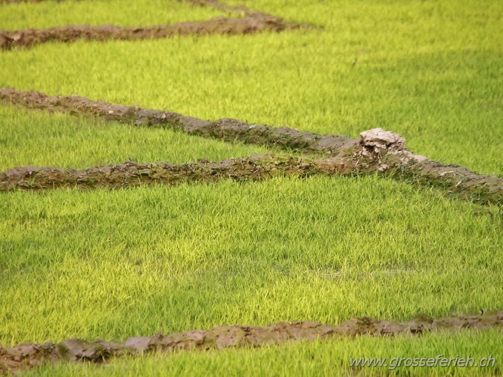 Bangladesh, Bagerhat, Rice Field Bangladesh, Bagerhat, Rice Field